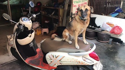 Doggo Chills On Motorcycle Seat