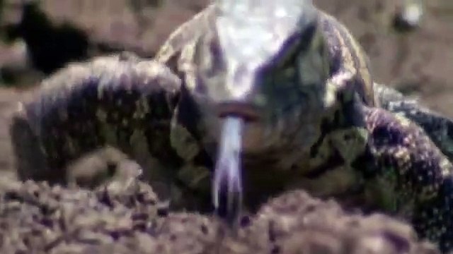 Buffalo Launches Lion into Air to Save Lizard - Buffalo Vs Lion Animal save another Animal