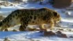 Buffalo Yak Save Baby From Snow Leopard Hunt . Buffalo vs Leopard   Aniamals Save Another Animals
