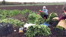 Pazı üreticisinin yüzü gülüyor - HATAY