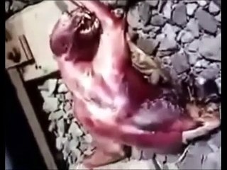 CRIATURA DESCONHECIDA É ENCONTRADA EM TRILHO DE TREM