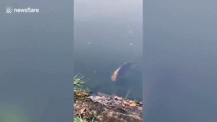 Çin'deki Bir Gölde İnsan Yüzlü Balık Görüntülendi