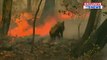 Incendie en Australie : La vidéo d'une femme qui sauve un koala blessé et piégé par les flammes bouleverse les internautes