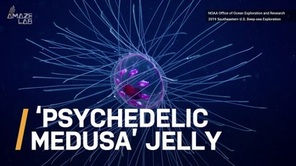 “Psychedelic Medusa” Jelly Spotted by Deep Sea Researchers
