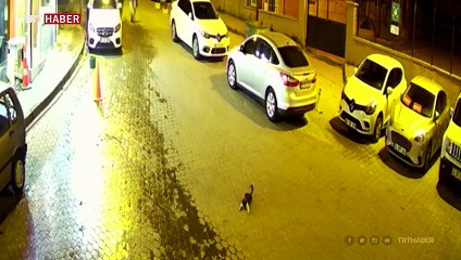 Soluk borusu tıkanan kediyi kurtardı