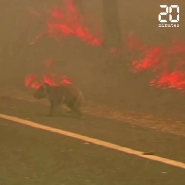 Une Australienne sauve un koala des flammes