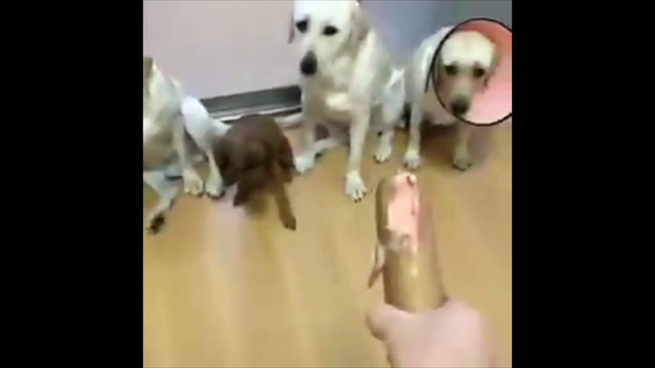 La solidarité entre animaux ? Ces trois chiens ne connaissent pas et c'est hilarant