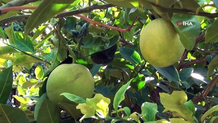 Burası Antalya değil, Kızıltepe