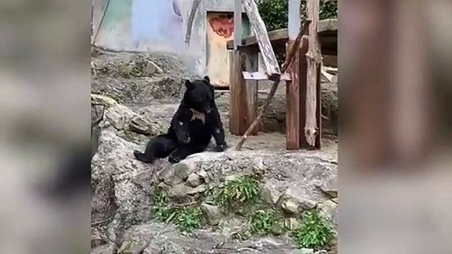 El impresionante oso kung fu te dejará loco con esta habilidad