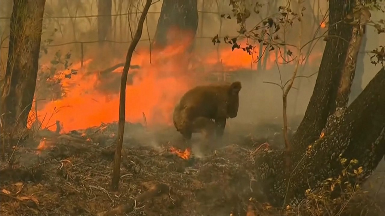 Koala rescued from deadly Australian bush fires