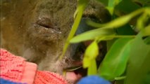 El koala rescatado del fuego en Australia se reúne con su salvadora