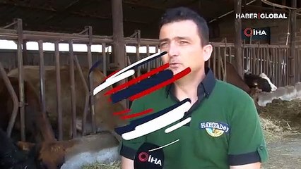 'Jersey' ırkı 10 inekle üretime başladı, 5 yılda taleplere yetişemez hale geldi