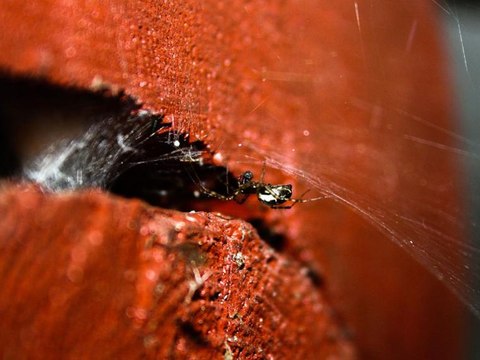 Por qué no deberías matar a las arañas de tu hogar