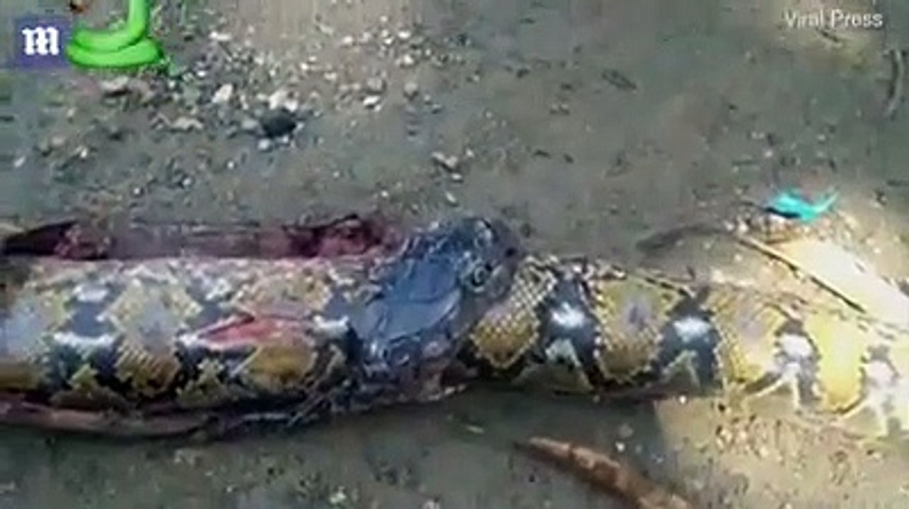 شاهد: أفعى الكوبرا تبتلع ثعبان شديد السمية