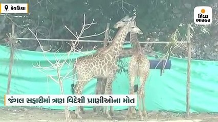 જંગલ સફારીમાં 2 ઓસ્ટ્રેલિયન ઇમ્પાલા-એક આફ્રિકન જીરાફનું મોત, વિદેશી પ્રાણીઓના મોતથી તંત્રમાં દોડધામ