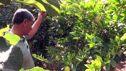 Mardin Ovasında Akdeniz iklimi meyveleri yetiştiriyor