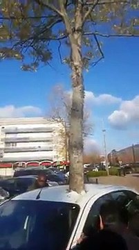 Incroyable mais vrai : un arbre a poussé à travers une voiture.