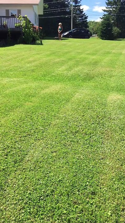 Doggo Doesn't See Dip in Lawn