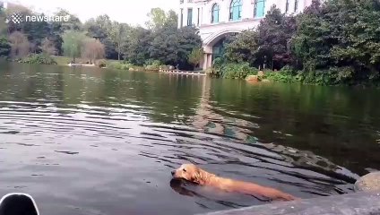Golden retriever attacked by black swan when swimming in lake in China