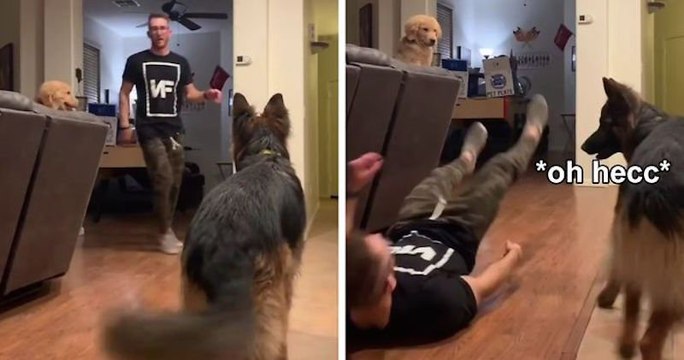 Max and Murphy, deux chiens piégés par l’humour de leur maître