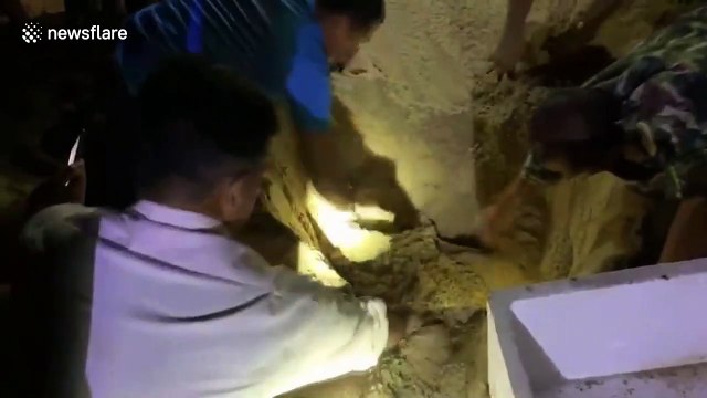 Thai officers help move hundred of eggs laid by critically endangered leatherback turtle to safer place