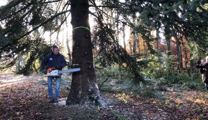 Le sapin qui trônera sur la Grand-Place de Bruxelles a été abattu à Stavelot