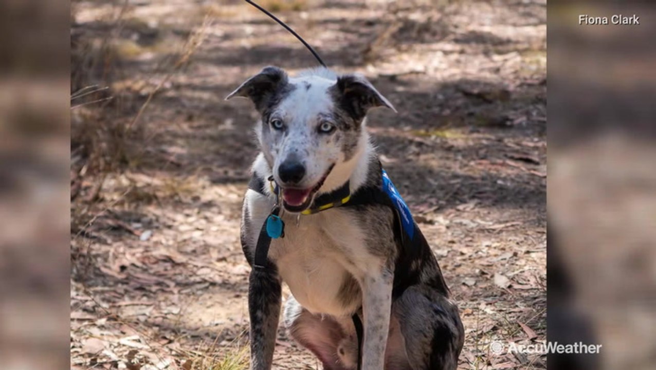 Koala detection dog sniffs out survivors following devastating bushfires