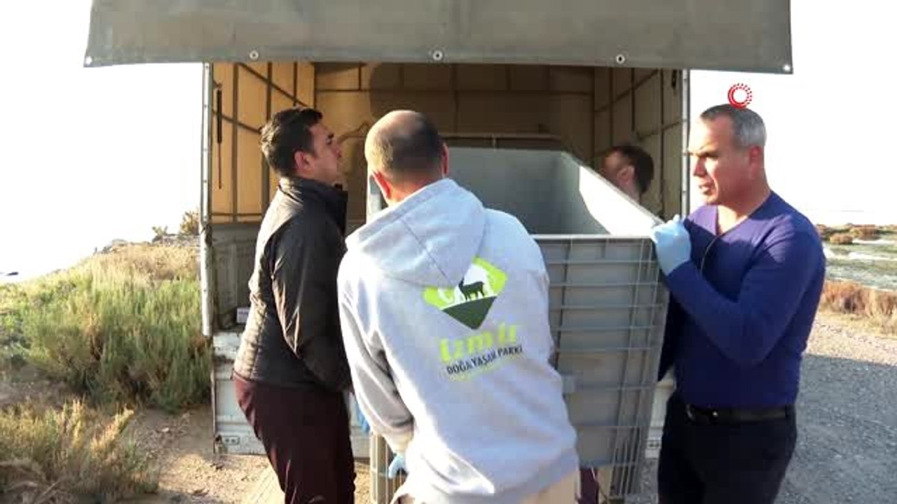 Ağlara takılan caretta caretta kurtarıldı, tedavisinin ardından denize bırakıldı