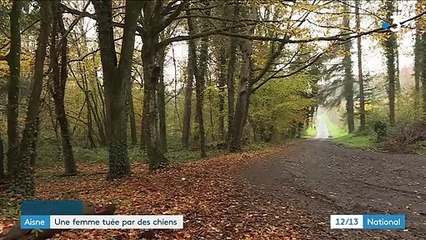 Aisne : une jeune femme tuée par des chiens dans la forêt