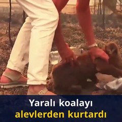 Avustralya'da bir kadının koalayı yangından kurtardığı anlar