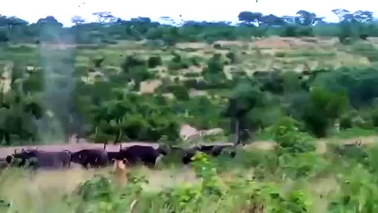Buffalos Come To Rescue The Elephant From Lions Attack