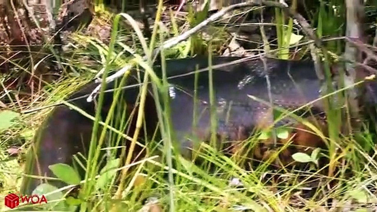 CAIMAN VS PYTHON   The Pursuit Of Caiman And Unexpected Ending