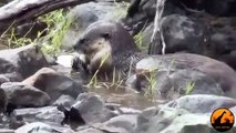 Cape-Clawless Otters Fishing in the Sabie River - Latest Wildlife Sightings