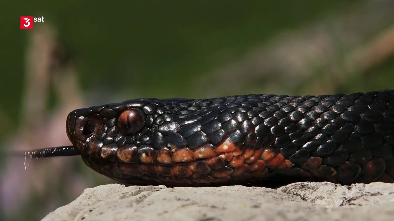 Achtung, Kreuzottern!