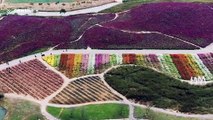 Beautiful drone footage displays fields of colourful flowers blooming in eastern China
