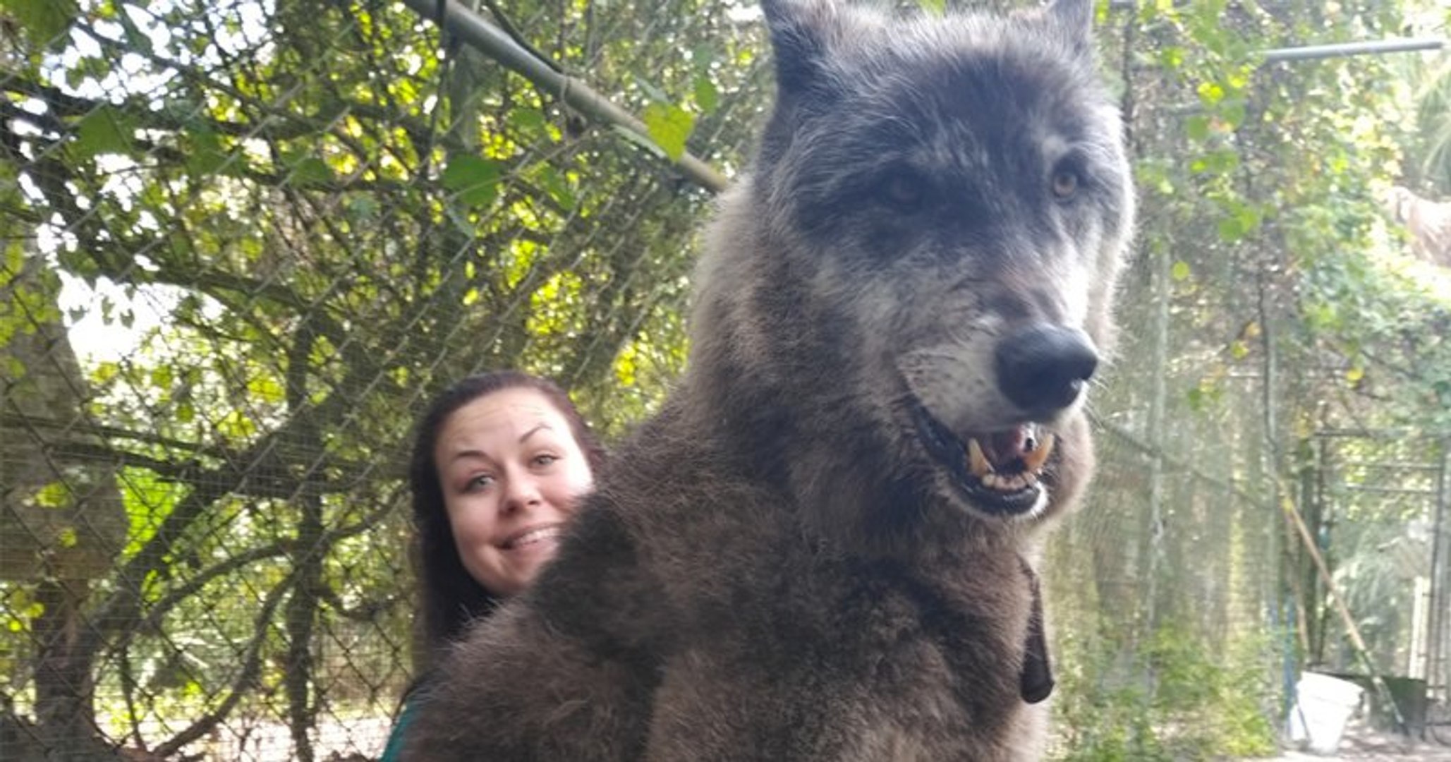 Женщина нашла волка на обочине