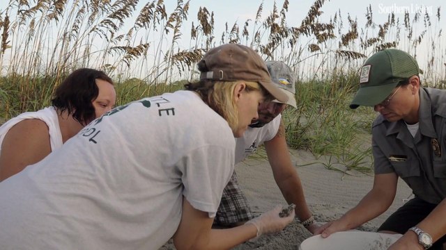 South Carolina Sees Record-Setting Half a Million Sea Turtles Hatched This Year