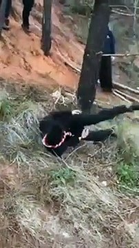 Guy Hangs Onto A Tree Branch And Falls