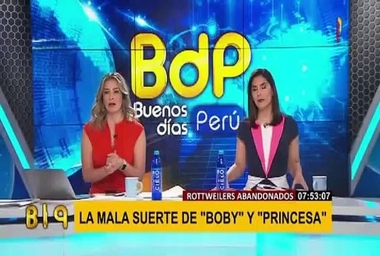 SMP: rescatan a cachorros encerrados cuatro meses en departamento