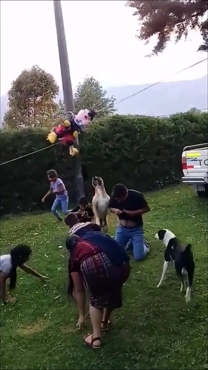 Dogs breaking piñata
