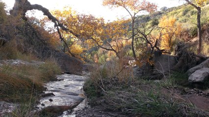 Curiousity and a Trestle Bridge (Untold History)