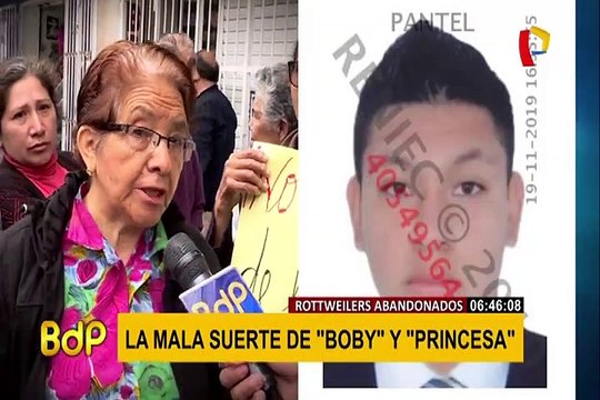 SMP: rescatan a cachorros encerrados cuatro meses en departamento