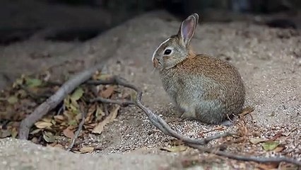 【うさぎ島】美少女ウサギのひょっこりはん