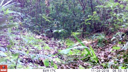 Câmeras do Lago passam mais uma noite sem registro de onça