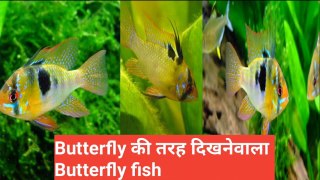 Butterfly की तरह दिखने वाली  Butterfly fish by discovery24 network