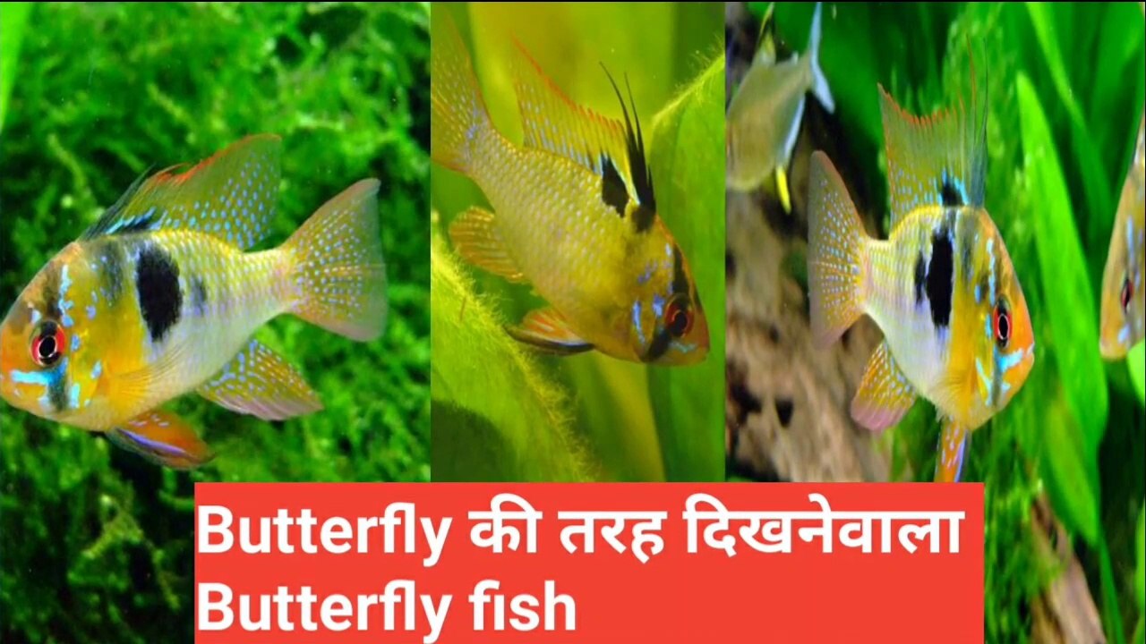 Butterfly की तरह दिखने वाली  Butterfly fish by discovery24 network