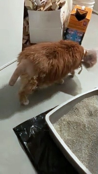 Cat Shaved for Surgery