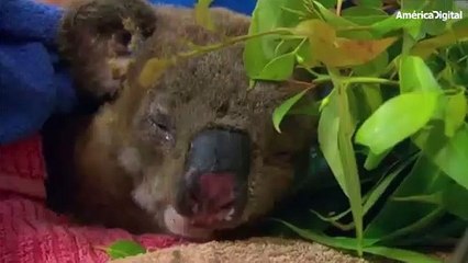 Animales silvestres son víctimas de los incendios en Australia