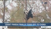 Giant Panda Finally Took off to China