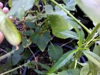 My Cucumber Plants are Starting to Produce here in California zone 9